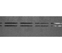 Коньково-карнизная черепица PIE PREMIUM - Черника